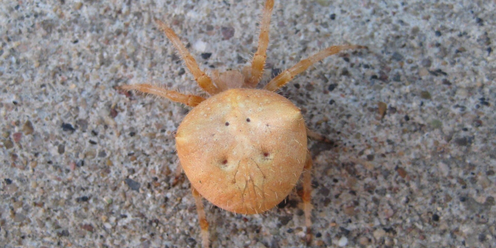 Cat spider - Jewel spider in Colorado